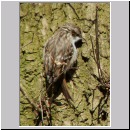 Certia brachydactyla - Gartenbaumlaefer - 06.jpg